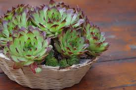 Hen and Chicks Assorted Basket